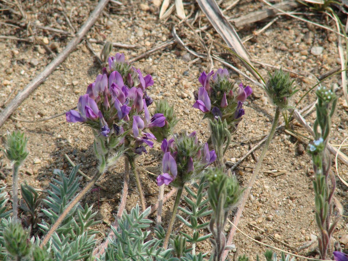 Изображение особи Oxytropis turczaninovii.