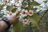 Vernicia fordii. Верхушка ветви с цветками. Южный Китай, окр. деревни Дажай, Longji Terraced Fields. 4 апреля 2015 г.
