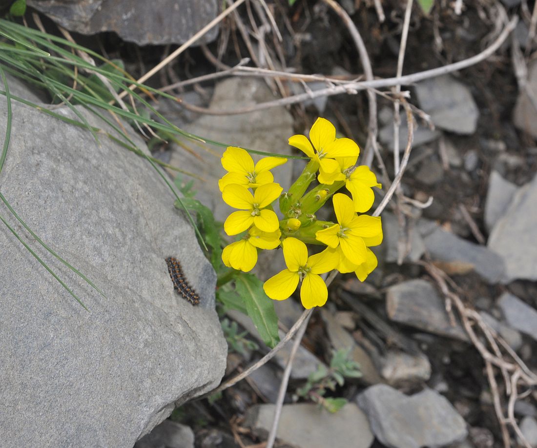 Изображение особи Erysimum ibericum.