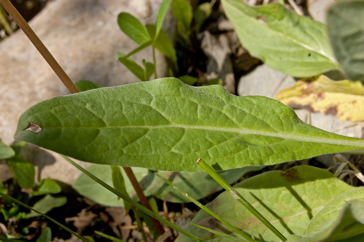 Изображение особи Cynoglossum officinale.