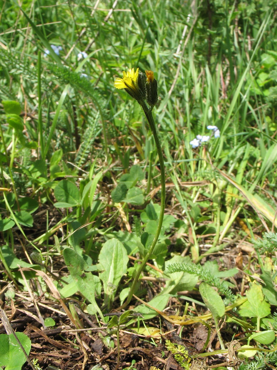 Изображение особи Crepis multicaulis.