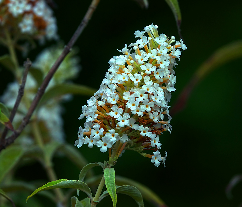 Изображение особи Buddleja davidii.