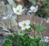 Anemone ochotensis