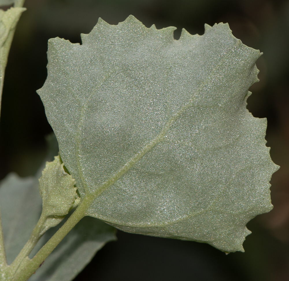 Изображение особи Atriplex nummularia.