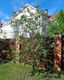 Sorbus hybrida