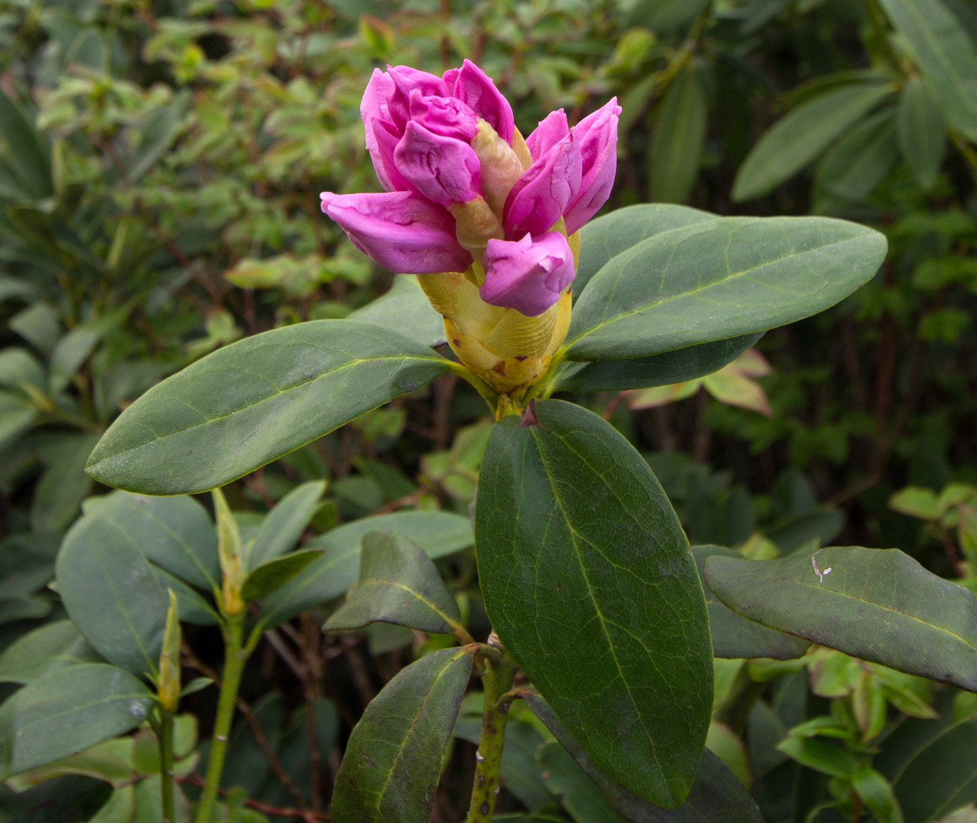 Изображение особи Rhododendron ponticum.