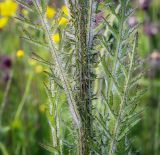 Cirsium palustre