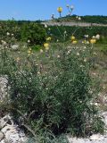 Centaurea orientalis