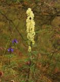 Aconitum anthoroideum