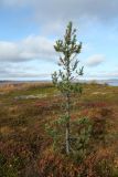 Pinus friesiana. Молодое дерево с шишками в ерниково-вороничной тундре. Мурманск, Горелая сопка. 21.09.2020.