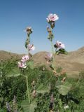 Althaea broussonetiifolia. Верхушка цветущего и плодоносящего растения (внизу видны соцветия Mentha asiatica). Южный Казахстан, Сырдарьинский Каратау, горы Улькунбурултау, ≈ 700 м н.у.м., мезофильное местообитание у солоноватого родника Карабастау. 15 сентября 2020 г.