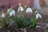 Galanthus plicatus