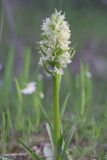 Dactylorhiza romana подвид georgica