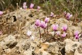 Cyclamen graecum. Цветущие растения на верщине известнякового валуна. Греция, о-в Крит, ном Ханья (Νομός Χανίων), дим Колимвари (Δήμος Κολυμβαρίου), окр. деревни Афрата (Αφράτα). 14 октября 2021 г.