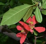 Chaenomeles japonica. Листья и цветки. Узбекистан, г. Ташкент, пос. Улугбек, в культуре. 15.04.2022.