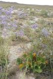 Limonium myrianthum