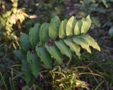 Polygonatum multiflorum. Плодоносящее растение. Калужская обл., Спас-Деменский р-н, окр. дер. Князево, рядом с северо-западной окраине Большого Игнатовского болота, смешанный лес. 09.09.2022.