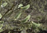 Salix caprea