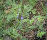 Astragalus danicus