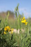 Lathyrus pratensis