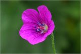 Geranium palustre