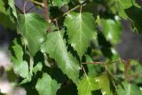 Betula tianschanica