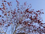 Sorbus aucuparia. Крона покоящегося плодоносящего дерева. Мурманск, р-н Жилстроя, обочина дороги по улице Генералова. 06.04.2012.