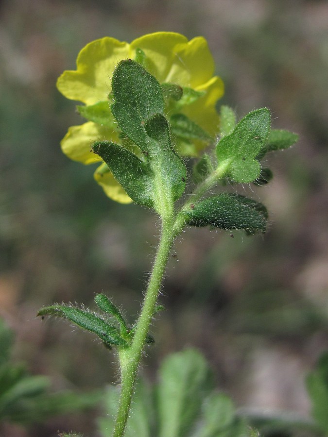 Изображение особи Potentilla depressa.