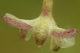 Elodea canadensis