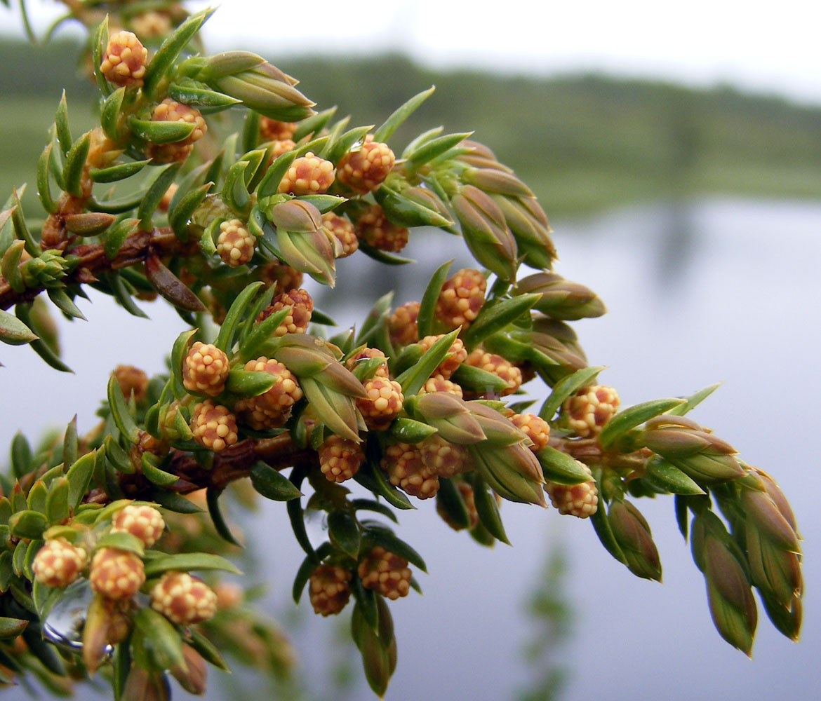 Изображение особи Juniperus niemannii.