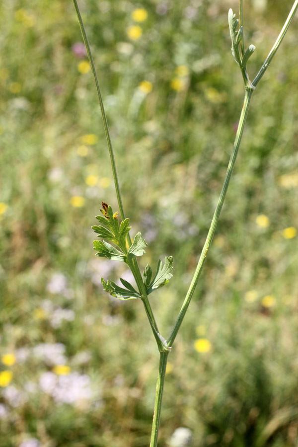 Изображение особи Aulacospermum simplex.