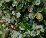 Fagus sylvatica. Побеги ('Rotundifolia'). Нидерланды, г. Venlo, \"Floriada 2012\". 11.09.2012.