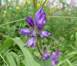 Campanula glomerata