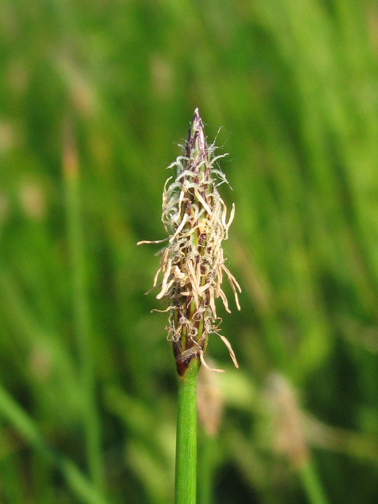 Изображение особи Eleocharis palustris.