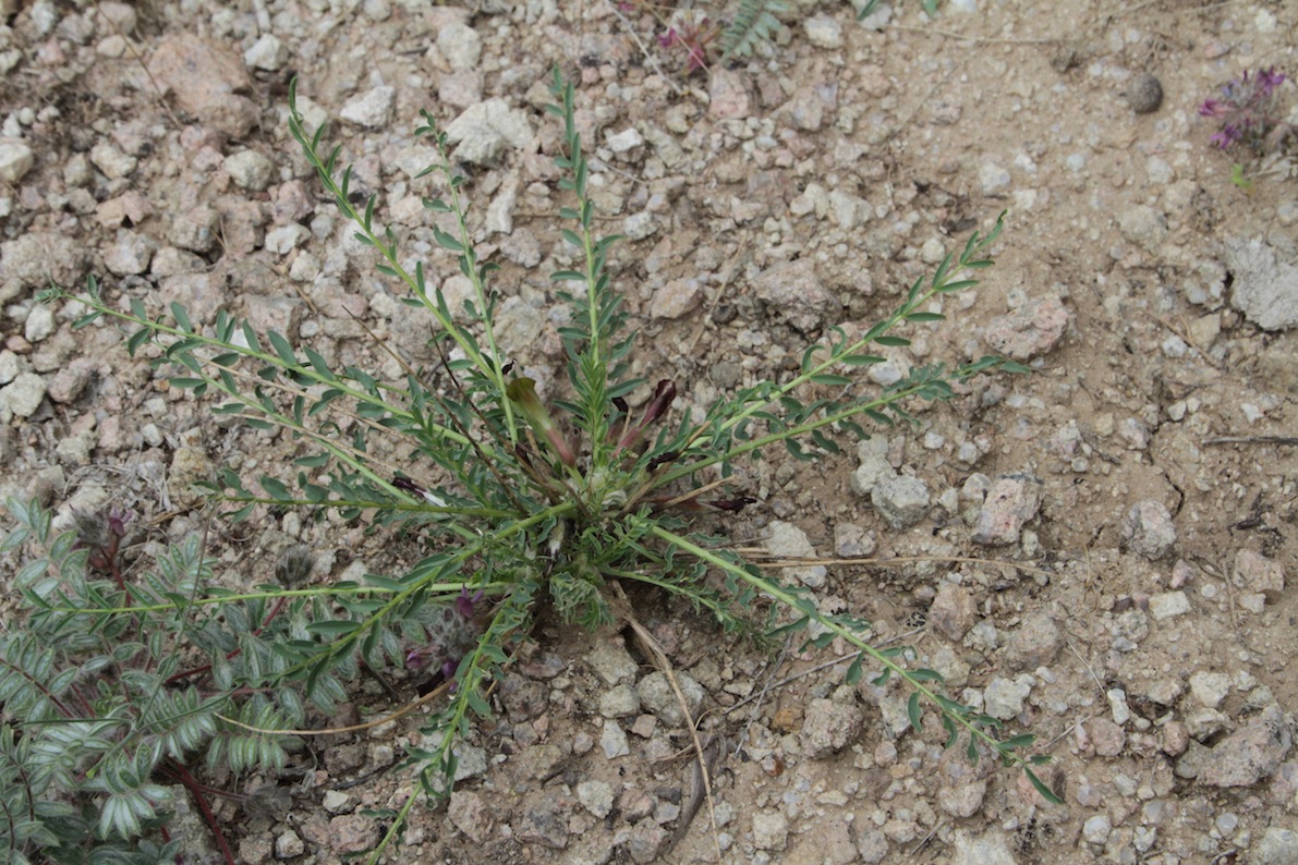 Изображение особи Astragalus subspinescens.