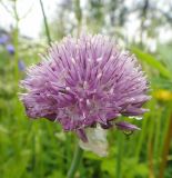 Allium maximowiczii