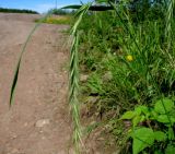 Elymus sibiricus