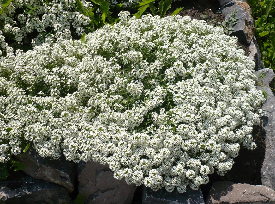 Изображение особи Lobularia maritima.