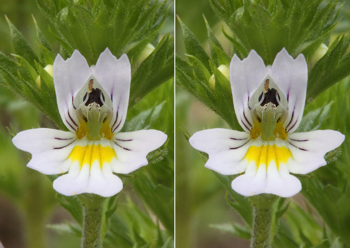 Изображение особи род Euphrasia.