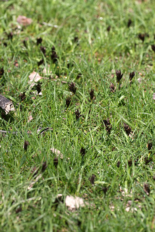 Изображение особи Carex pachystylis.