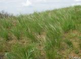 Stipa ucrainica