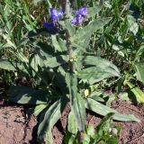 Echium vulgare