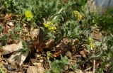 Alyssum simplex