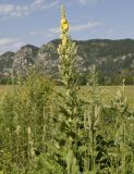 Verbascum thapsus