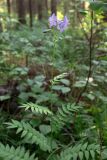 Polemonium caeruleum