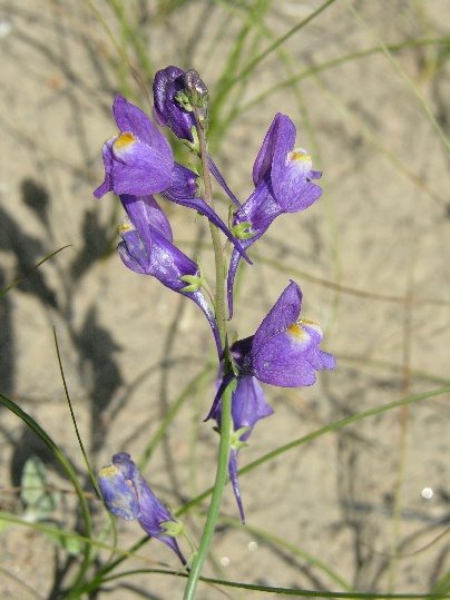 Изображение особи Linaria transiliensis.