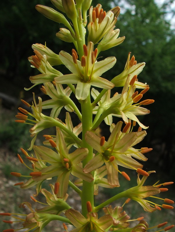 Изображение особи Eremurus thiodanthus.