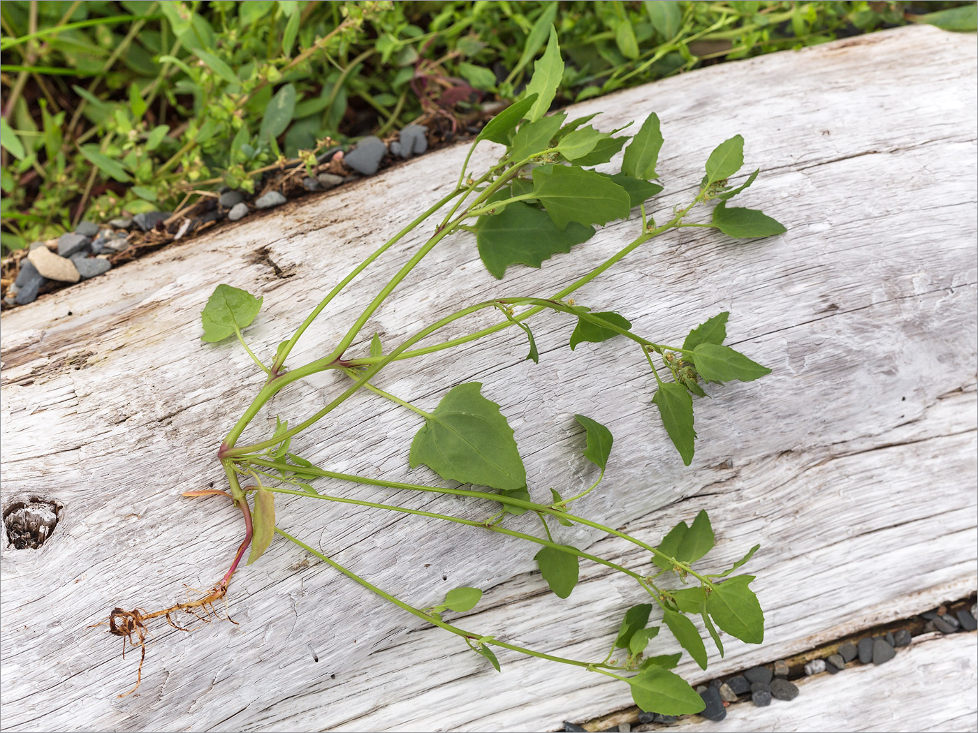 Image of Atriplex nudicaulis specimen.