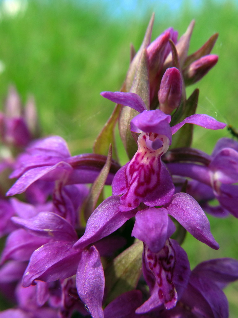 Image of Dactylorhiza majalis specimen.