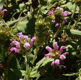 Prunella grandiflora